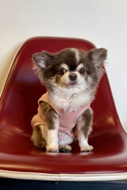 Signboard Dog　Line